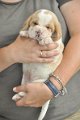Afb_20120711_Pepper (3)